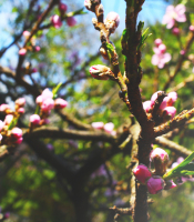 PINK FLOWERS ON A TREE